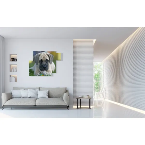 Imágenes con perro y pelota