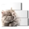 quadro con gatto grigio - version: 5 pannelli 102x93cm