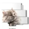bild mit grauer katze - version: 6 pannelli 113x99cm