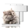 quadro con gatto grigio - version: 6 pannelli 122x96cm