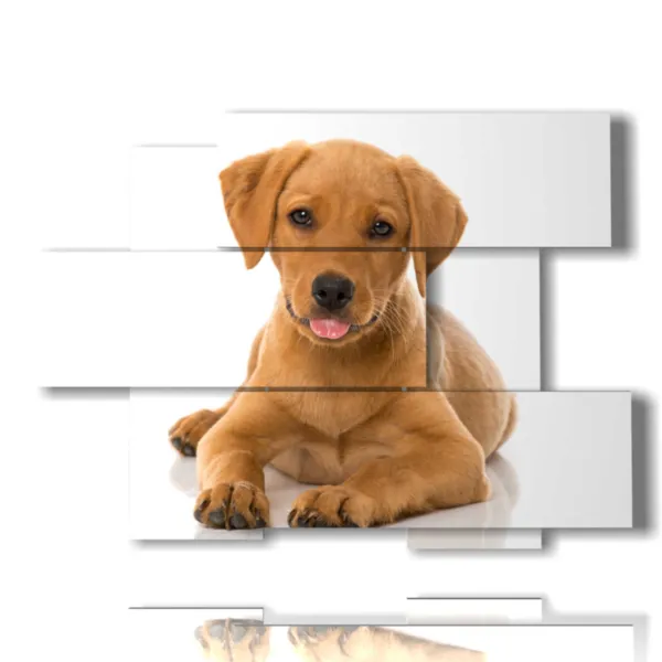 Cuadros perros