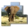 tableaux avec des elephants dans la savane - version: 4 pannelli 83x78cm