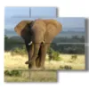 tableaux avec des elephants dans la savane - version: 4 pannelli 91x85cm