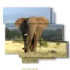 paintings with elephants in the savannah - version: 6 pannelli 113x99cm