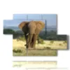 paintings with elephants in the savannah - version: 5 pannelli 128x85cm
