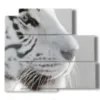 cuadros tigre blanco de perfil - version: 5 pannelli 102x93cm