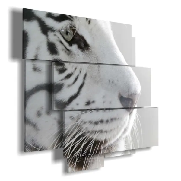 White tiger portraits in profile