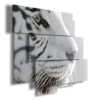 quadri tigre bianca in profilo