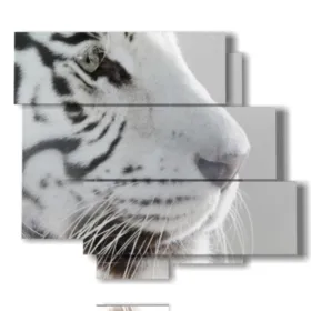 cuadros tigre blanco