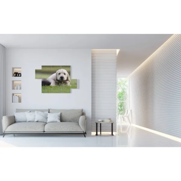 poster di cani e gatti