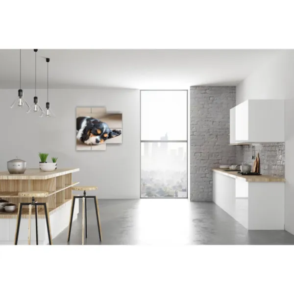 design interni zampa cane