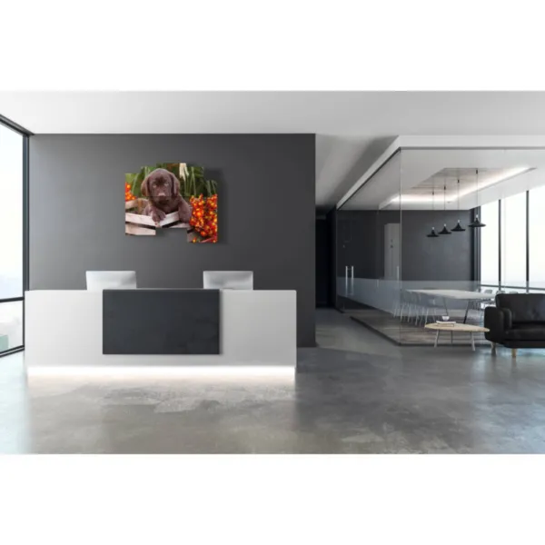 decoración para perros