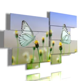 Beautiful picture of butterflies