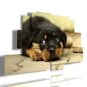 quadri di cani dipinti