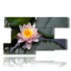 painting with lotus flowers - version: 9 pannelli 177x101cm