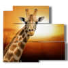 tableaux animaux africains avec girafe vous regardant