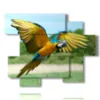 cuadro con loro en vuelo - version: 6 pannelli 127x102cm