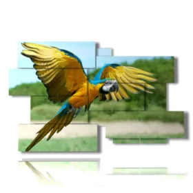 Framed picture with a parrot