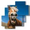modern paintings with laughing horses - version: 4 pannelli 77x78cm