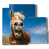 modern paintings with laughing horses - version: 5 pannelli 102x93cm