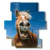 modern paintings with laughing horses - version: 11 pannelli 137x151cm