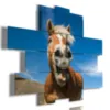 Cuadros modernos con caballos que ríen.