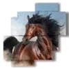 quadri moderni cavalli in primo piano - version: 4 pannelli 77x78cm