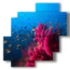 immagini quadri con pesci nel mediterraneo - version: 4 pannelli 77x78cm