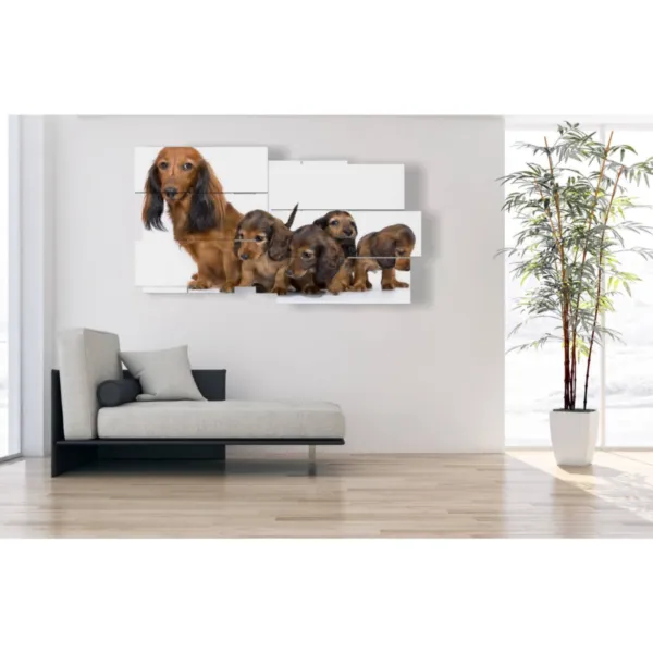 Sendeauflagen für Welpenhunde