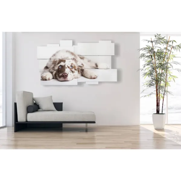 Affiche avec des photos de chiens magnifiques