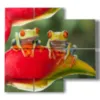 tableaux d animaux avec deux grenouilles assises dans une fleur - version: 4 pannelli 91x85cm