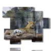 afrikanische tierbilder mit leoparden - version: 6 pannelli 127x102cm