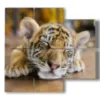tableaux avec tigre