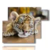 paintings with tiger cub - version: 6 pannelli 122x96cm