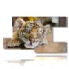 bilder mit tigerbaby - version: 8 pannelli 173x100cm