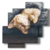 cats paintings wrapped in the cover - version: 4 pannelli 77x78cm
