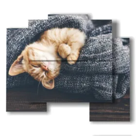 gatti quadri – gatos cuadros