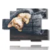 cats paintings wrapped in the cover - version: 6 pannelli 129x94cm