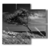 bilder baum vom wind gebogen - version: 4 pannelli 91x85cm