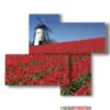 bild mit fotos amsterdam und tulpen - version: 4 pannelli 94x77cm