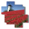 tableau avec photos amsterdam et tulipes - version: 4 pannelli 97x97cm