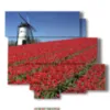 tableau avec photos amsterdam et tulipes - version: 6 pannelli 113x99cm