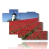 bild mit fotos amsterdam und tulpen - version: 7 pannelli 150x102cm