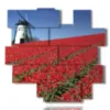 quadro con foto amsterdam e i tulipani - version: 14 pannelli 162x153cm