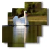 paintings animal prints of white swan - version: 4 pannelli 77x78cm