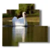 paintings animal prints of white swan - version: 4 pannelli 83x78cm