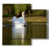 paintings animal prints of white swan - version: 4 pannelli 91x85cm