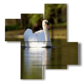 tableaux, impressions, animaux