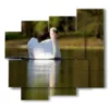 paintings animal prints of white swan - version: 5 pannelli 106x98cm