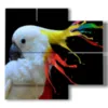 painting parrot color painting - version: 4 pannelli 91x85cm
